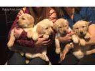 Labradoodle Puppy for sale in Middle River, MD, USA
