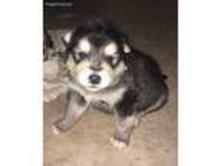 Alaskan Malamute Puppy for sale in Plant City, FL, USA