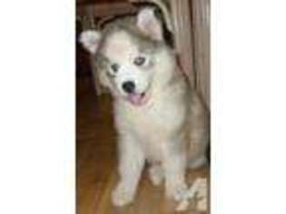 Siberian Husky Puppy for sale in MC KENZIE, AL, USA