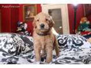 Goldendoodle Puppy for sale in Mansfield, TX, USA