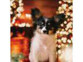 Papillon Puppy for sale in Dry Prong, LA, USA