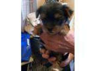 Yorkshire Terrier Puppy for sale in Paragould, AR, USA