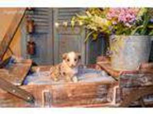 Miniature Australian Shepherd Puppy for sale in Windsor, MO, USA