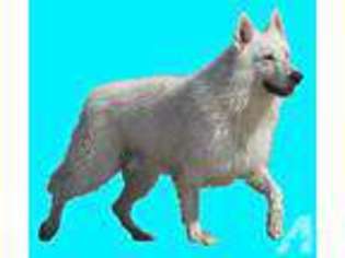 German Shepherd Dog Puppy for sale in SANTA CLARITA, CA, USA