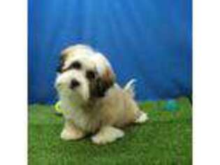 Maltese Puppy for sale in Hickory, NC, USA