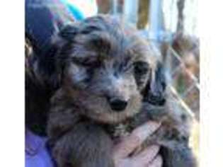 Mutt Puppy for sale in Scottsboro, AL, USA