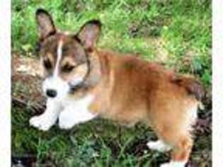 Pembroke Welsh Corgi Puppy for sale in Westminster, MD, USA