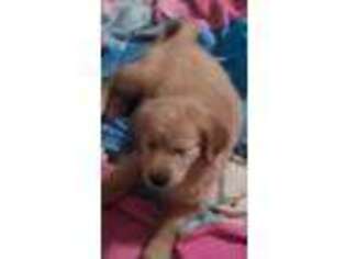 Golden Retriever Puppy for sale in Athol, MA, USA