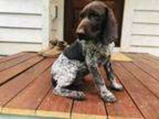 German Shorthaired Pointer Puppy for sale in Seneca, SC, USA