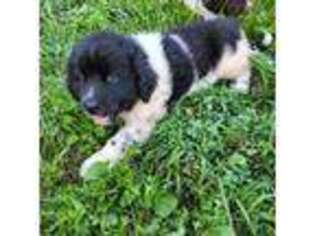 Newfoundland Puppy for sale in Liberty, KY, USA