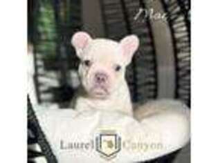 French Bulldog Puppy for sale in El Dorado Hills, CA, USA