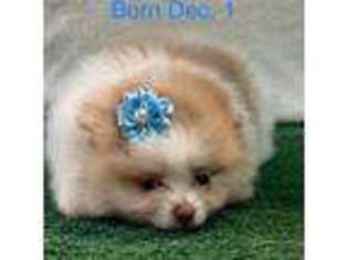 Pomeranian Puppy for sale in Downsville, LA, USA
