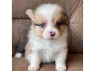 Cardigan Welsh Corgi Puppy for sale in Sandy Valley, NV, USA