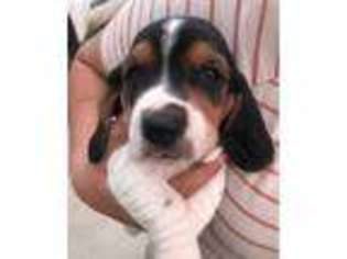 Basset Hound Puppy for sale in Hastings, NE, USA