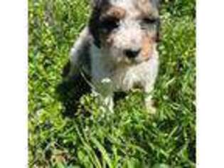Mutt Puppy for sale in Rush Springs, OK, USA