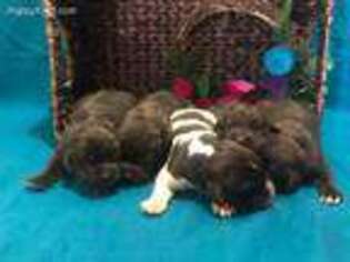 Newfoundland Puppy for sale in Kendallville, IN, USA