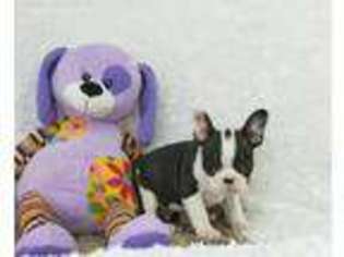 French Bulldog Puppy for sale in Pottersville, MO, USA