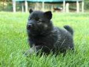 Norwegian Elkhound Puppy for sale in Florence, CO, USA
