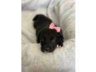 Mutt Puppy for sale in Boise, ID, USA