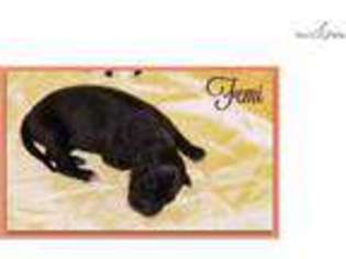 Italian Greyhound Puppy for sale in Texarkana, AR, USA