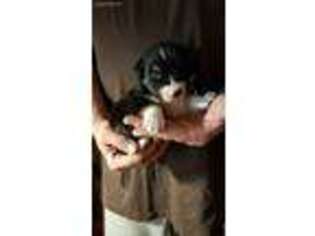 Australian Shepherd Puppy for sale in Surry, NH, USA