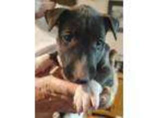 Bull Terrier Puppy for sale in Danville, VA, USA