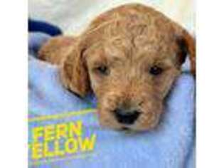 Goldendoodle Puppy for sale in Potlatch, ID, USA