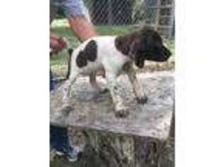 German Shorthaired Pointer Puppy for sale in Sturgis, MS, USA