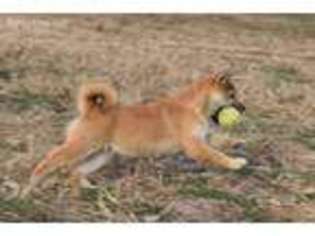 Shiba Inu Puppy for sale in Mountain Grove, MO, USA