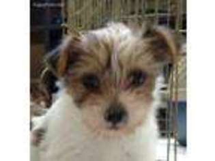 Yorkshire Terrier Puppy for sale in Nashville, TN, USA