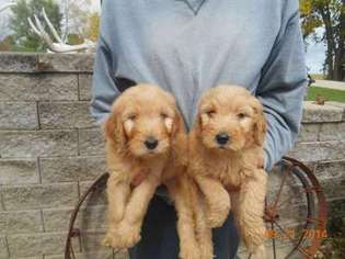 Mutt Puppy for sale in Holy Cross, IA, USA