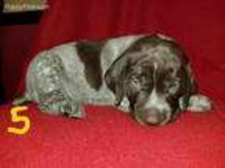 German Shorthaired Pointer Puppy for sale in Harmony, PA, USA
