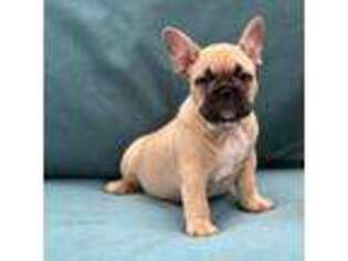 French Bulldog Puppy for sale in Oakfield, WI, USA