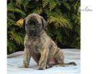 Mastiff Puppy for sale in Harrisburg, PA, USA