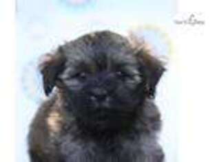 Havanese Puppy for sale in Harrisburg, PA, USA