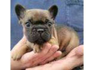 French Bulldog Puppy for sale in Solway, MN, USA