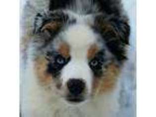 Miniature Australian Shepherd Puppy for sale in Hatley, WI, USA