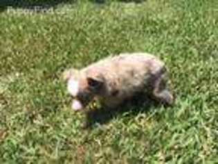 Miniature Australian Shepherd Puppy for sale in Rockledge, FL, USA