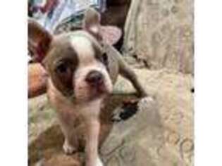 Boston Terrier Puppy for sale in Saylorsburg, PA, USA