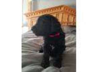 Goldendoodle Puppy for sale in Algonquin, IL, USA
