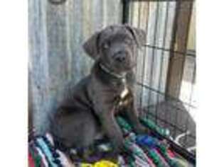 Cane Corso Puppy for sale in Spanish Springs, NV, USA