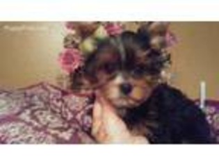Yorkshire Terrier Puppy for sale in Van, TX, USA