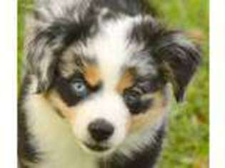 Miniature Australian Shepherd Puppy for sale in Webster, FL, USA