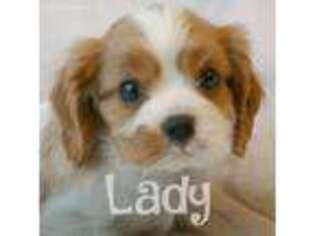 Cavalier King Charles Spaniel Puppy for sale in Medina, OH, USA