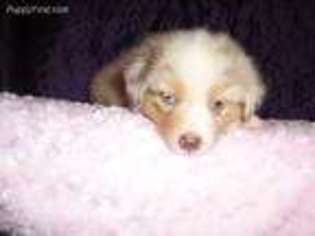 Australian Shepherd Puppy for sale in New Concord, KY, USA