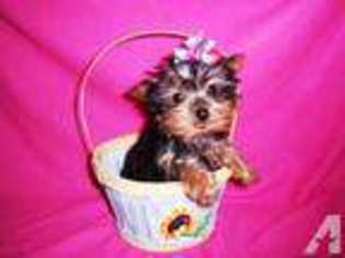 Yorkshire Terrier Puppy for sale in SAN JACINTO, CA, USA