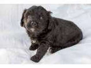 Mutt Puppy for sale in Adamstown, PA, USA