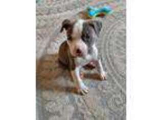 Mutt Puppy for sale in Bristow, VA, USA
