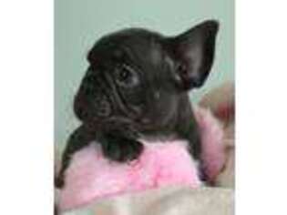 French Bulldog Puppy for sale in Shorewood, IL, USA