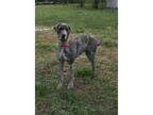 Great Dane Puppy for sale in Topeka, KS, USA